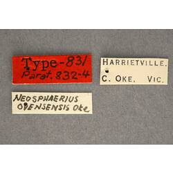 Entomology type specimen labels.