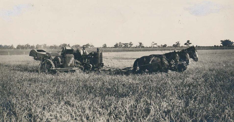Man driving a team of 3 horses pulling a Sunshine Engine Functioned Header in rice field.