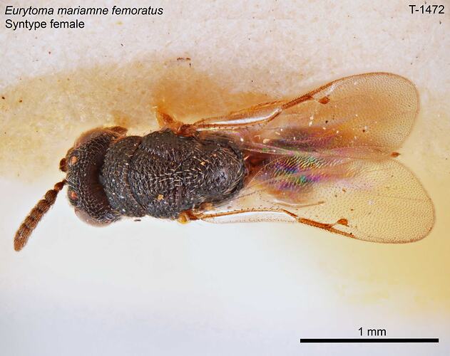Wasp specimen, female, dorsal view.