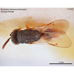 Wasp specimen, female, dorsal view.