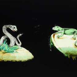 Lantern Slide - Panorama Type, Four Reptiles, 1820-1860