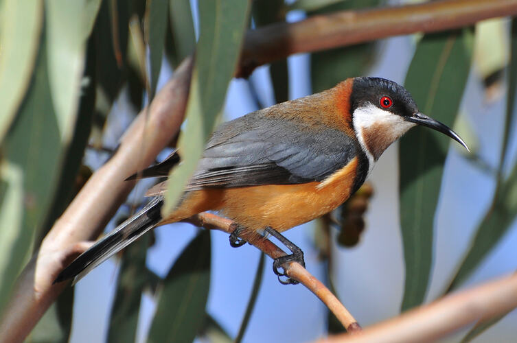 An Eastern Spinebill perched in a eucalypt tree.