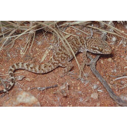 A Bynoe's Gecko on sandy soil.