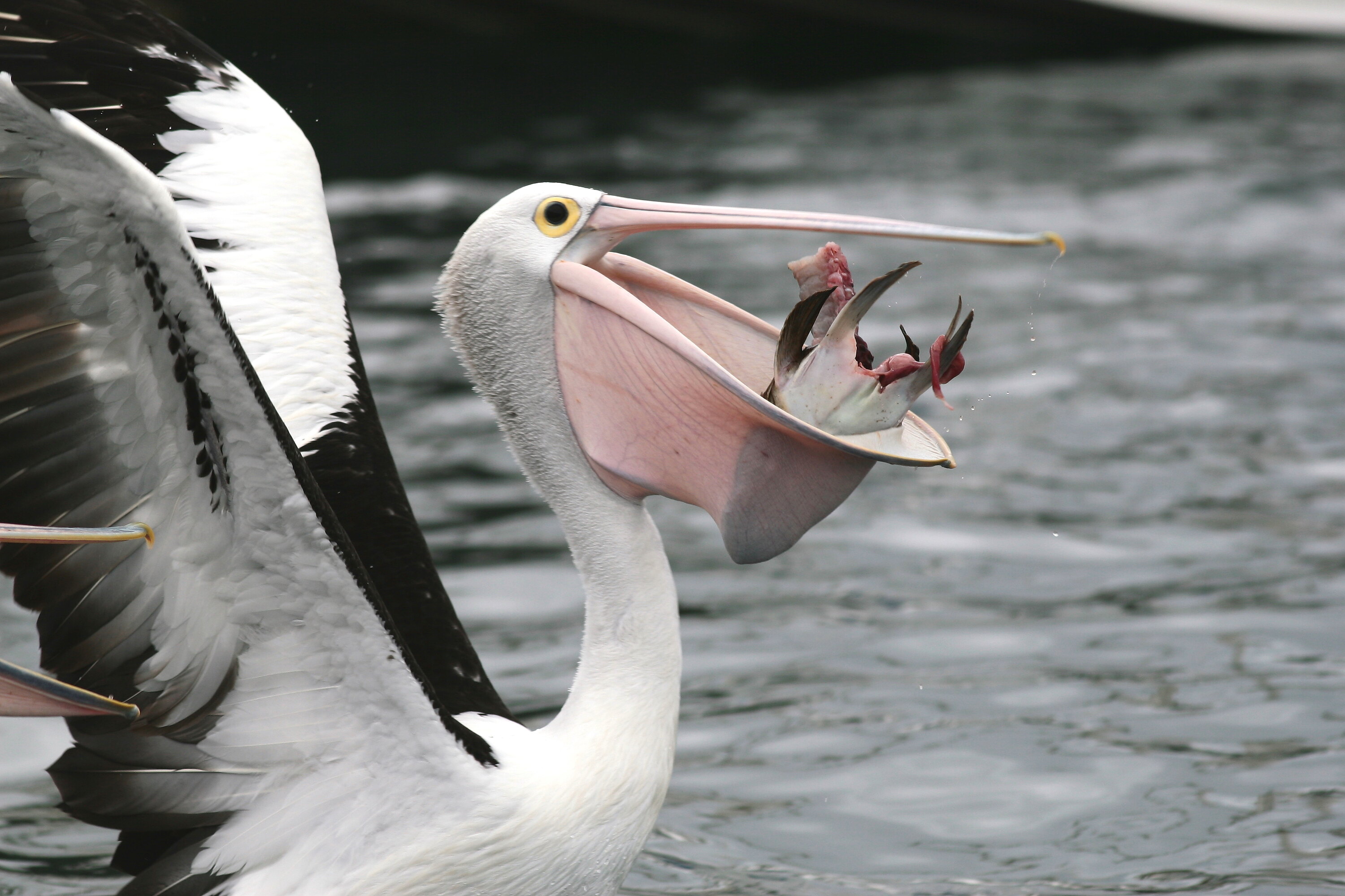 mikrofon mens officiel Pelecanus conspicillatus, Australian Pelican