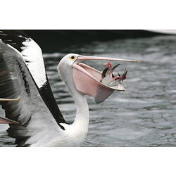 A bird, the Australian Pelican, with a mouthful of fish.