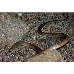 An Eastern Brown Snake sliding between two rocks.