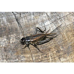 A Black Field Cricket, on the grey bark of a tree stump.
