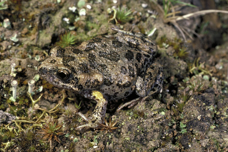 A Smooth Toadlet sitting on mud.