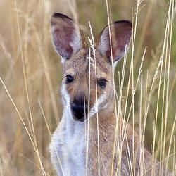 Face of a Red-necked Wallaby between blades of grass.