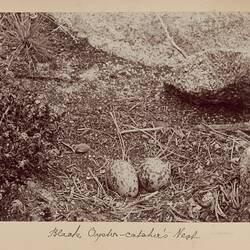 Photograph - Black Oystercatchers Nest, Furneaux Group, Bass Strait, 1893
