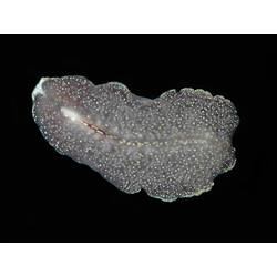 Dorsal view of flatworm.