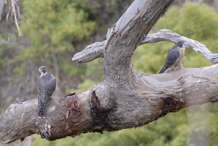 Two Peregrine Falcons sitting on a tree branch.