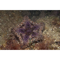 A purple Biscuit Star on the sand.