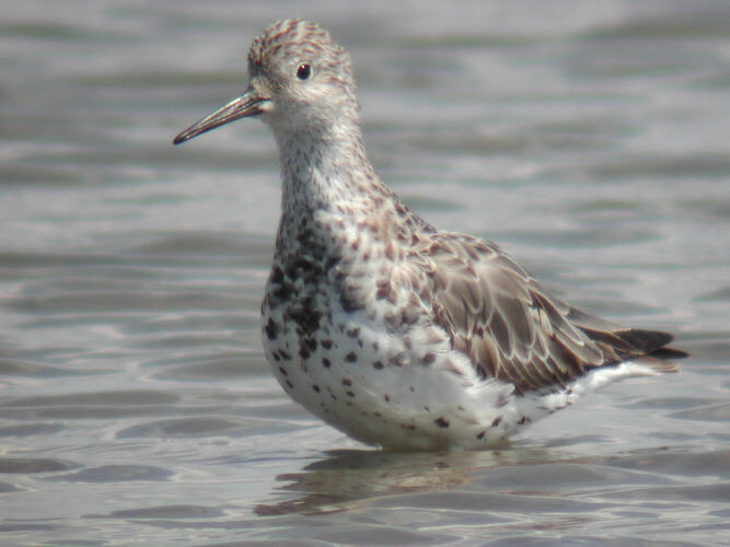 A bird, the Great Knot, standing in water.