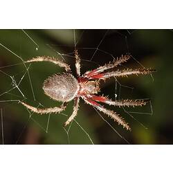 A Garden Orb-weaving Spider in its web.