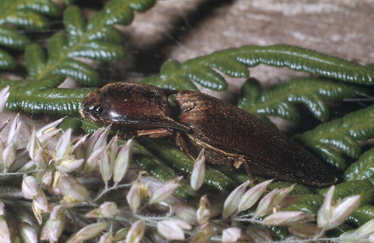 A Click Beetle on a fern frond.