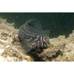 A fish, the Oyster Blenny, swimming over a silty reef.