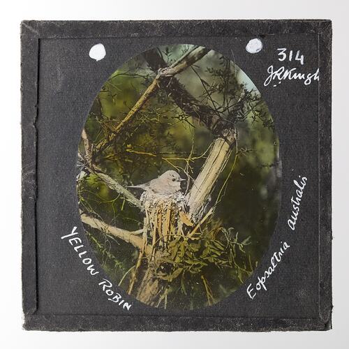 Lantern Slide - Yellow Robin, 1920-1940
