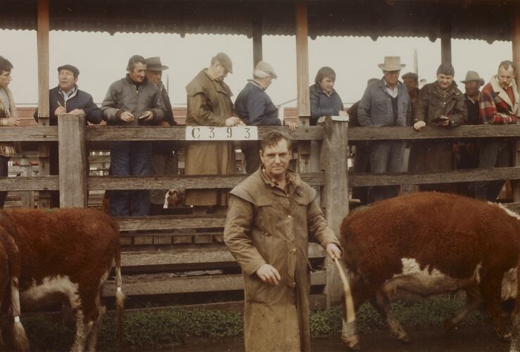 Drafting Cattle, Newmarket Saleyards, Sept 1985