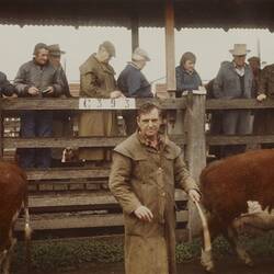 Digital Photograph - Drafting Cattle, Newmarket Saleyards, Newmarket, Sep 1985