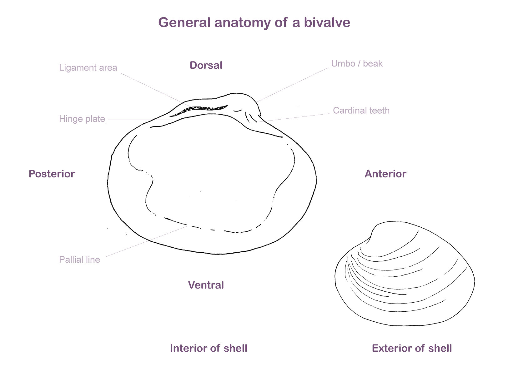 Clam External Anatomy Labeled