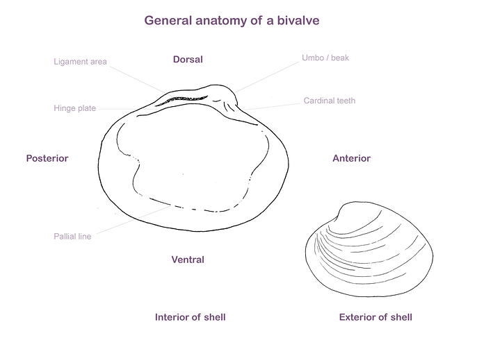 Line drawing illustrating bivalve shell anatomy.