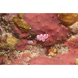 Pink sponge growing over reef surface.