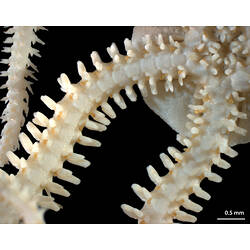 Ventral view of dry brittle star specimen arms.
