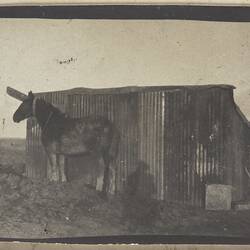 Photograph - Horse & Shed, Somme, France, Sergeant John Lord, World War I, 1916