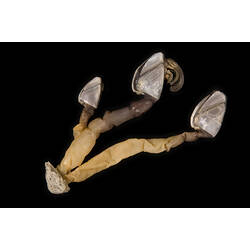 Three goose barnacles on black background