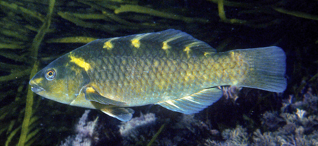 Side view of a wrasse with yellow patches.