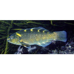 Side view of a wrasse with yellow patches.