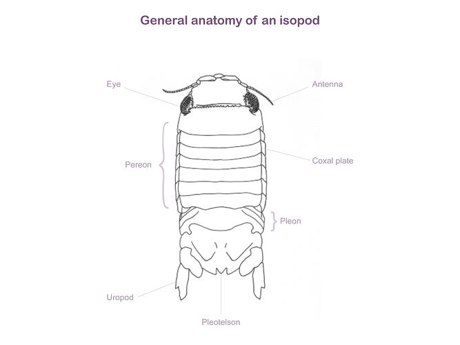 Line drawing illustrating isopod anatomy.