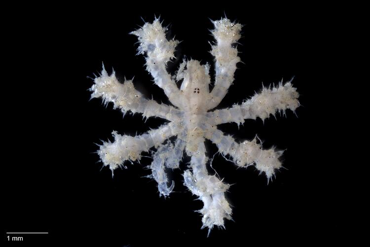 Sea spider, <em>Nymphopsis bathursti</em>.