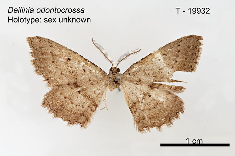 Moth specimen, dorsal view.