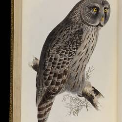 Grey and brown owl with a circular, striped face and bright orange eyes.