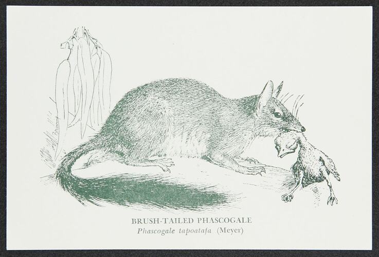 Postcard - Brush-tailed Phascogale, National Museum Victoria, crica 1950