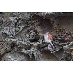 A Nankeen Kestrel perched on a cliff face.
