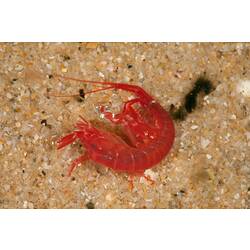 Red amphipod on sand.