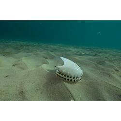 Broken argonaut shell on its side on sandy seafloor.