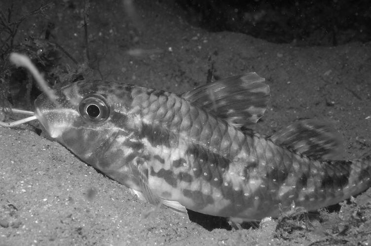 <em>Upeneichthys vlamingii</em>, Bluespotted Goatfish. St Leonard's Jetty, Port Phillip, Victoria.
