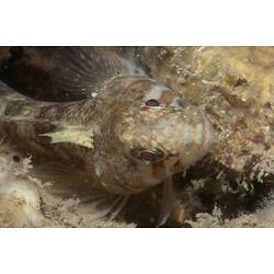 <em>Trinorfolkia clarkei</em>, Clark's Threefin. Mornington Jetty, Port Phillip, Victoria.