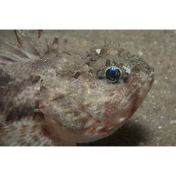 <em>Maxillicosta scabriceps</em>, Little Gurnard Perch. St Leonard's Jetty, Port Phillip, Victoria.