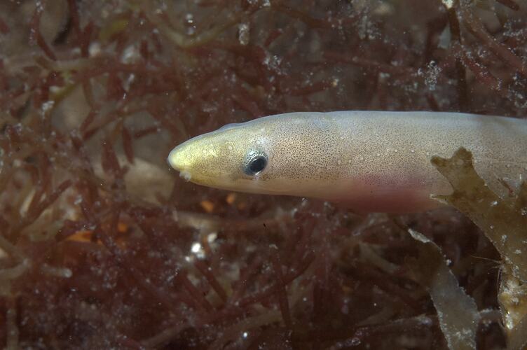 <em>Scolecenchelys breviceps</em>, Shorthead Worm Eel. St Leonard's Jetty, Port Phillip, Victoria.