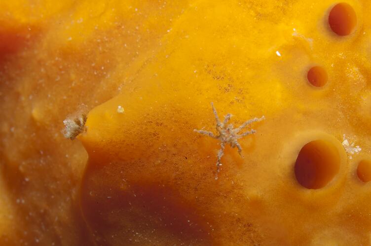 Class Pycnogonid, sea spider. Port Phillip, Victoria.
