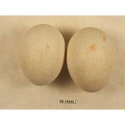 <em>Icthyophaga leucogaster</em>