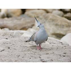 A Crested Pigeon, head cocked, walking on sand.