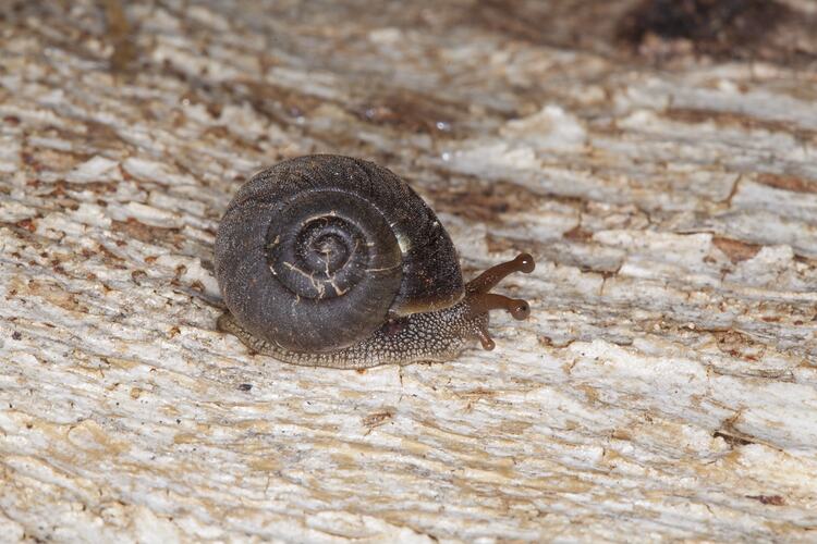 <em>Strangesta gawleri</em>, Gawler Carnivorous Snail. Grampians National Park, Victoria.