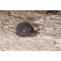 <em>Strangesta gawleri</em>, Gawler Carnivorous Snail. Grampians National Park, Victoria.