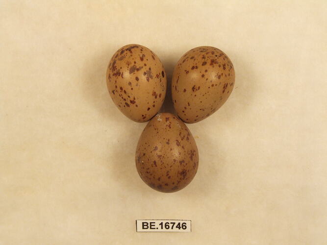 Three bird eggs with specimen label.